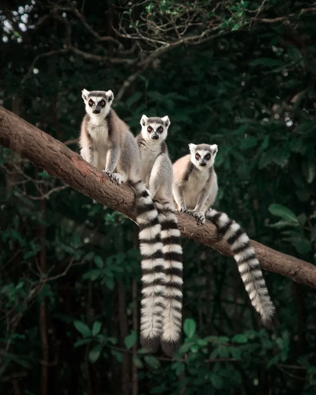 Madagascar Tour Packages & Classic Circuits